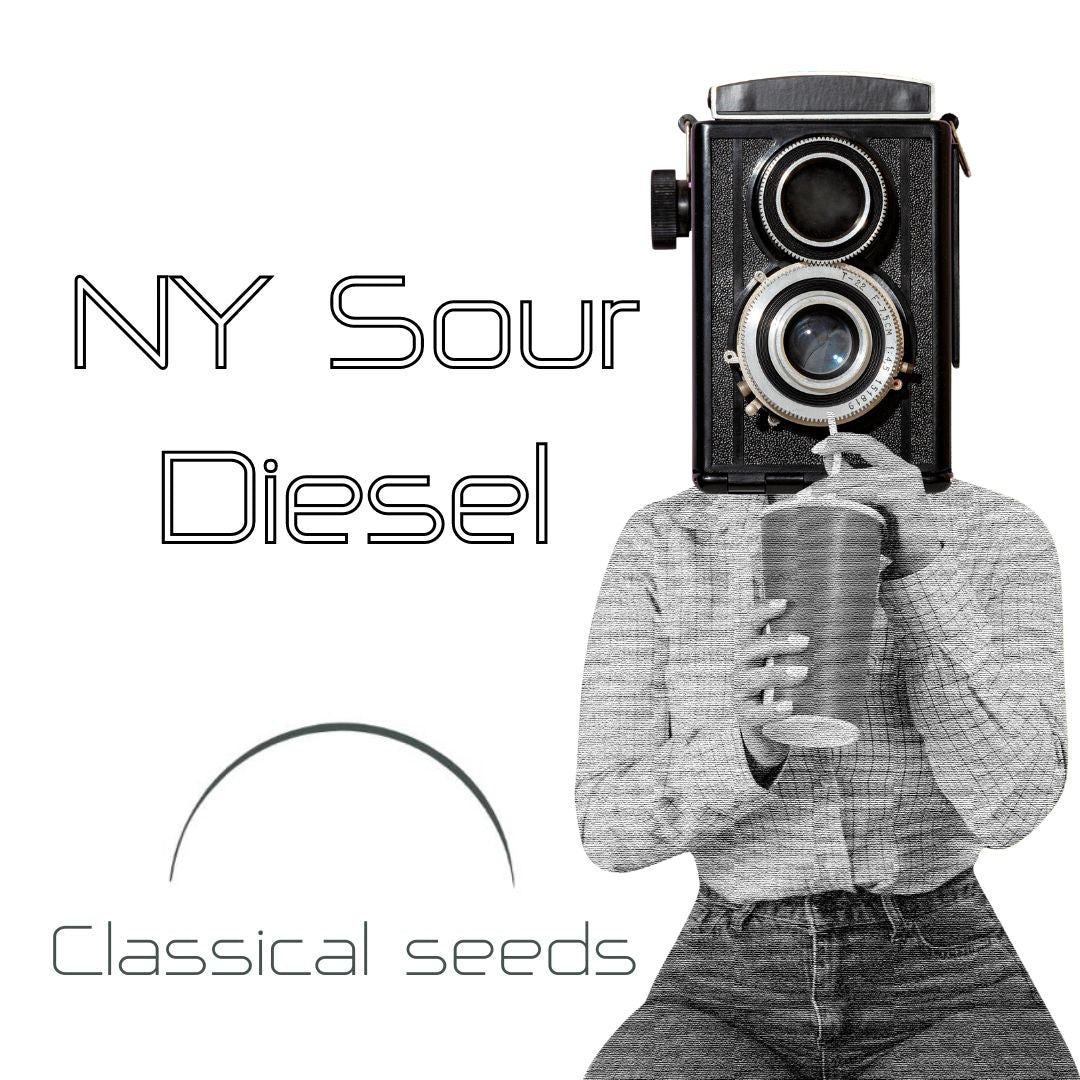 NY Sour Diesel Classical Seeds Pack x 3
