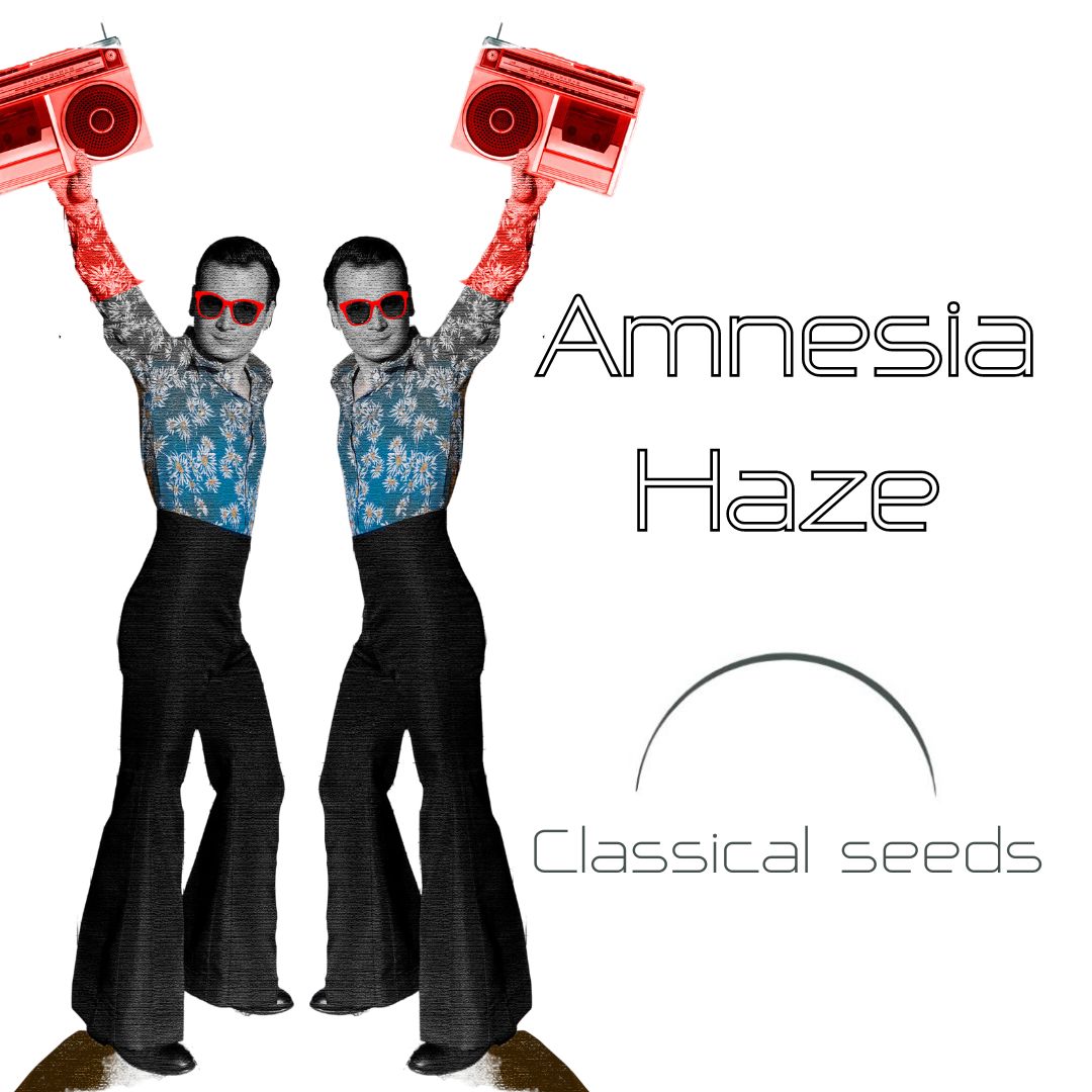 Amnesia Haze Classical Seeds Pack x 3