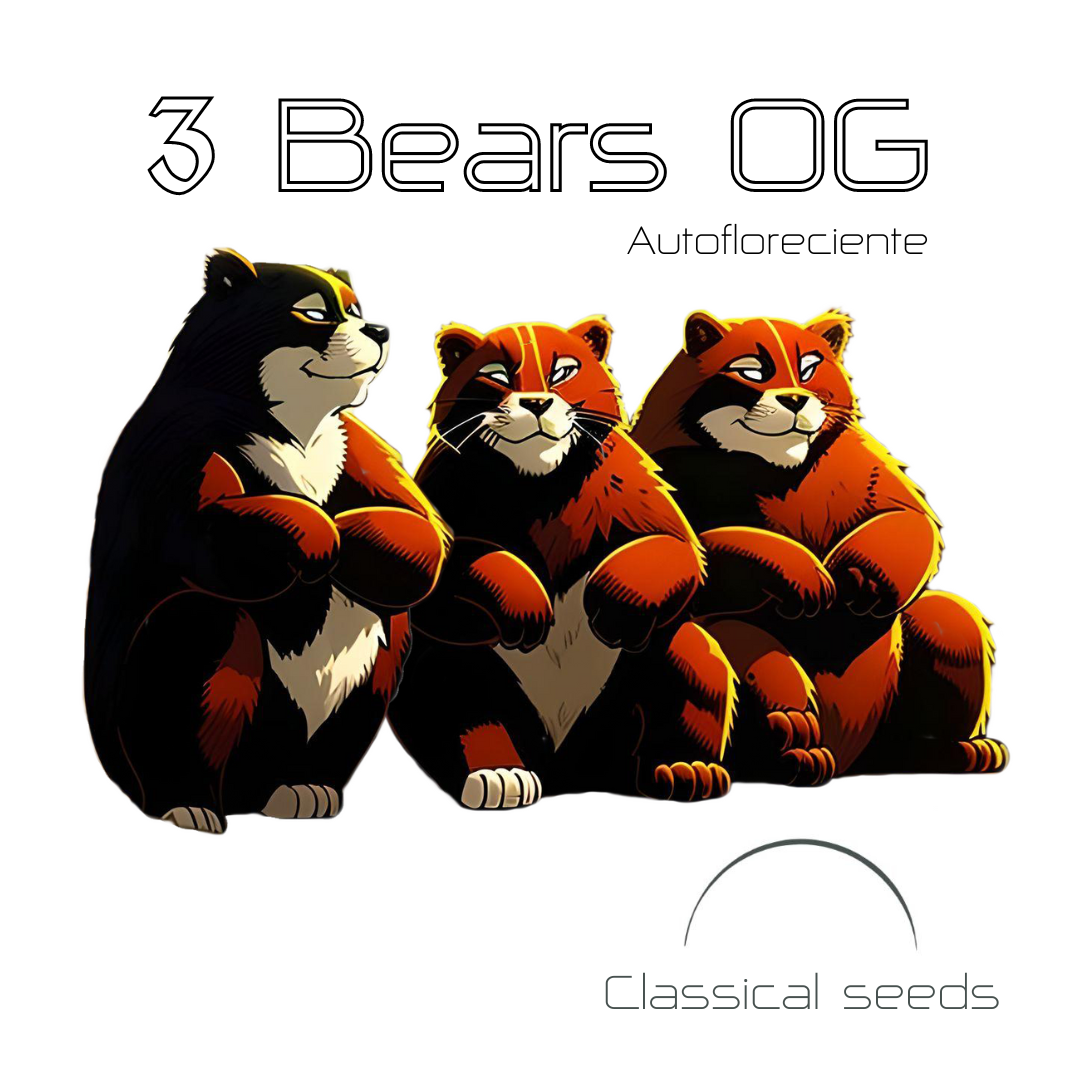 3 Bears OG Autofloreciente Pack x 3 - Classical Seeds