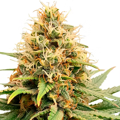 Crystal White Kush Feminizada X3 Super Sativa Seeds Club