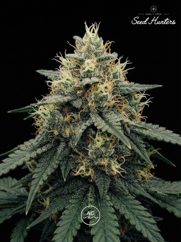 Dolce 47 - Seed Hunters - Pack x 2