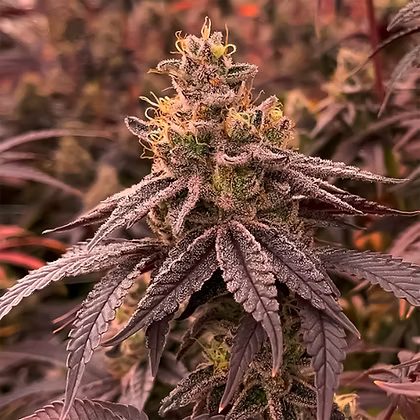 Dullbutter Feminizada R-kiem