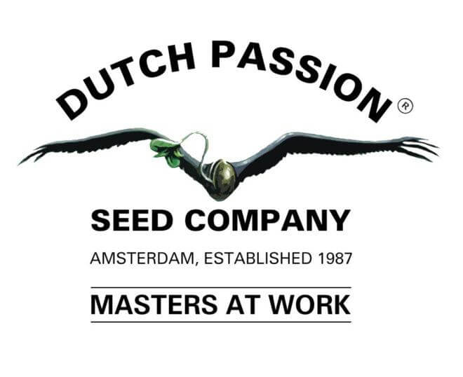 Auto Cinderella Jack Pack x 3 - Dutch Passion