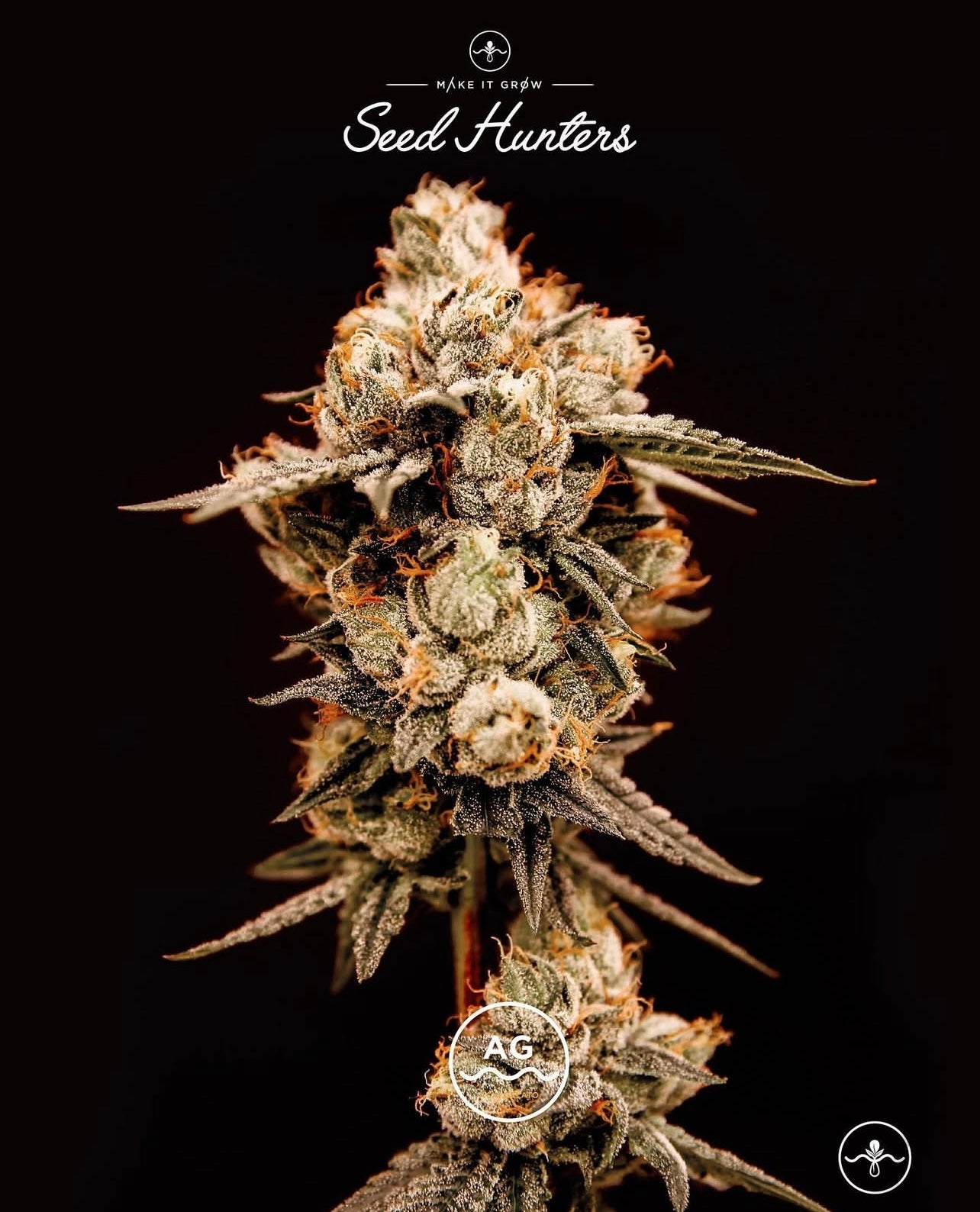 Acaí Gelato Feminizada - Seed Hunters - Pack x 2