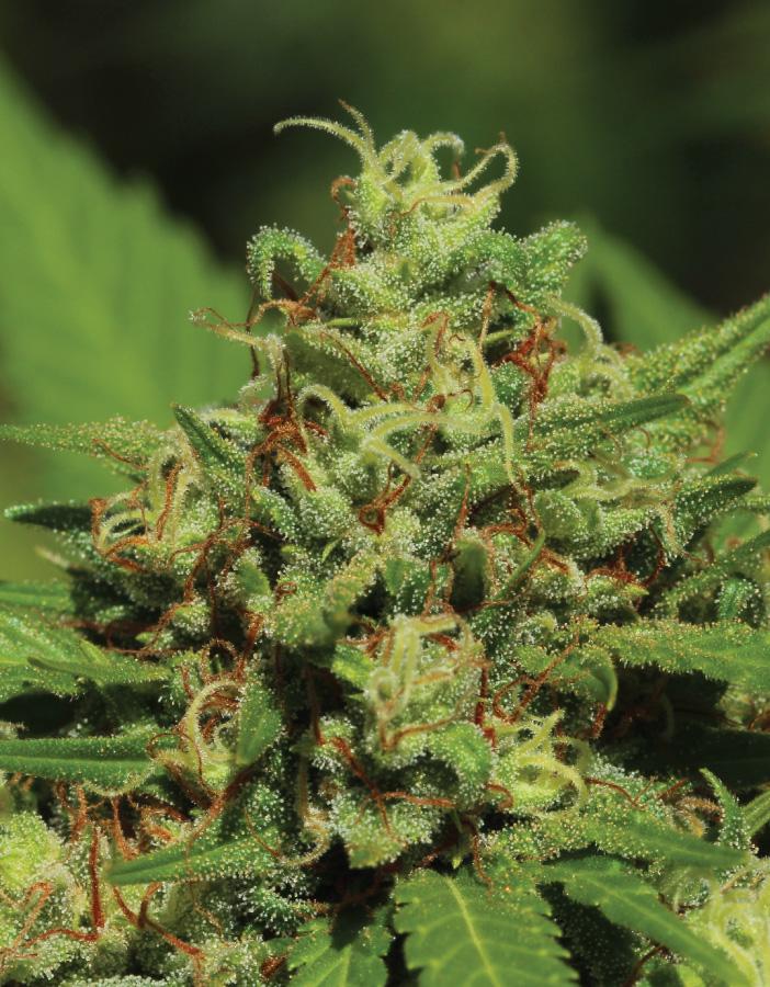 Emerald Fire Og Feminizada - Humboldt Seed Company - Pack x 3