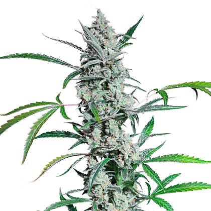 Fat Pete’s Cookies Auto X3 Super Sativa Seeds Club