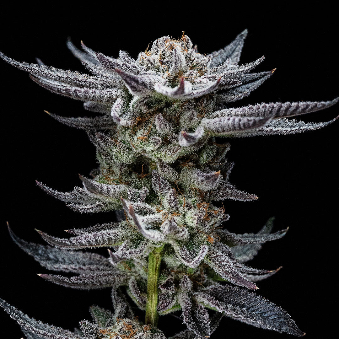 Gorilla Glue Autofloreciente - BSF Seeds