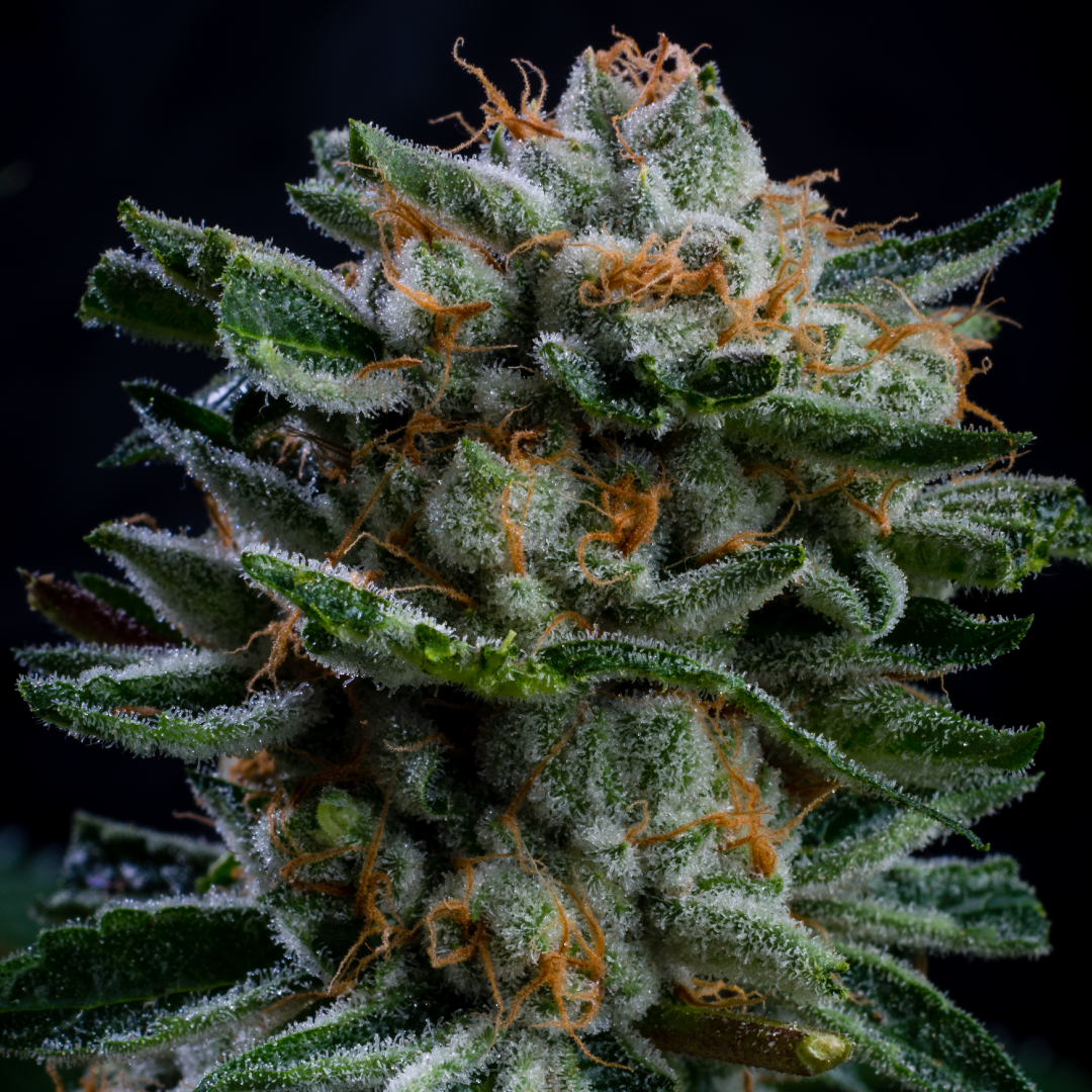 Gorilla Piña Autofloreciente - BSF Seeds