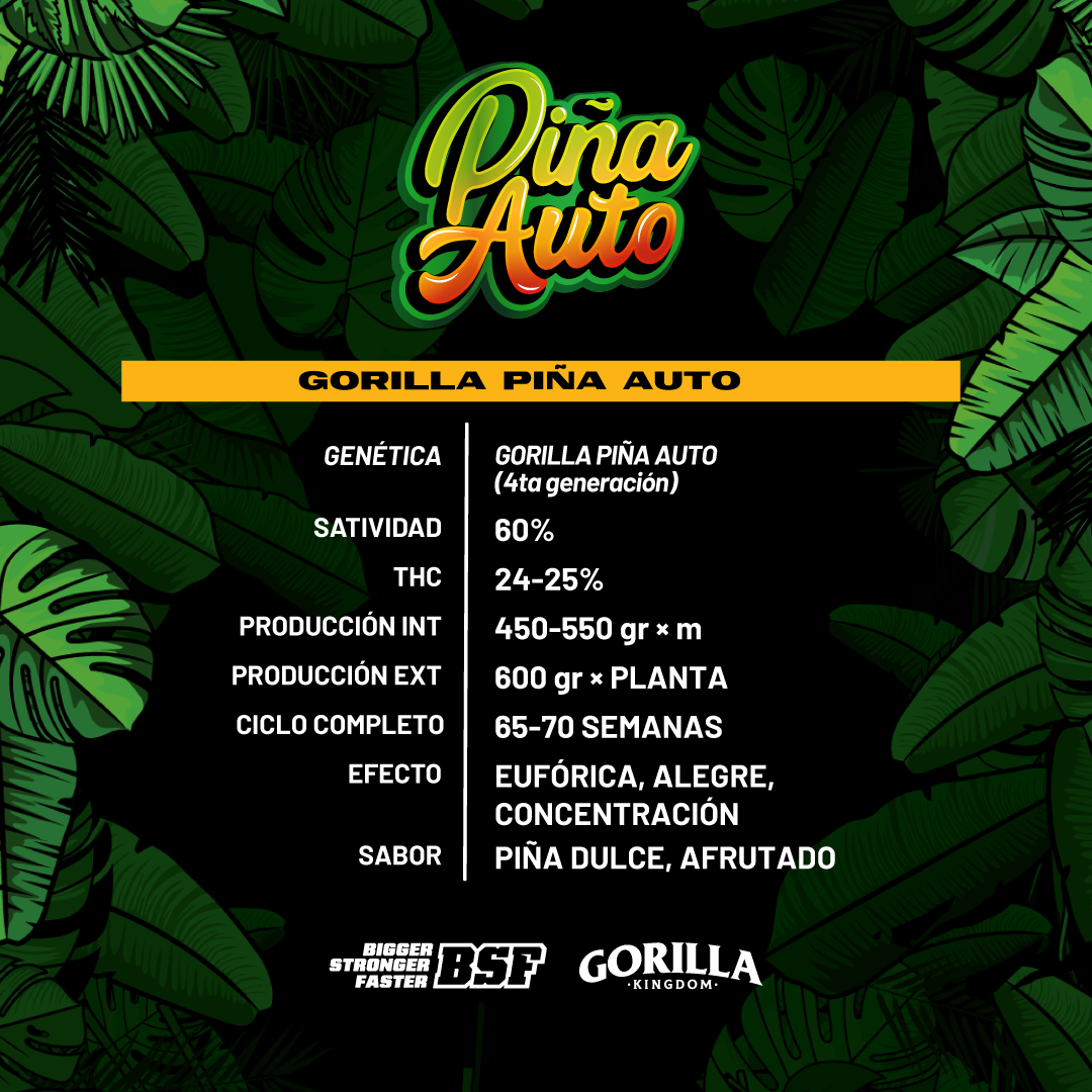 Gorilla Piña Autofloreciente - BSF Seeds