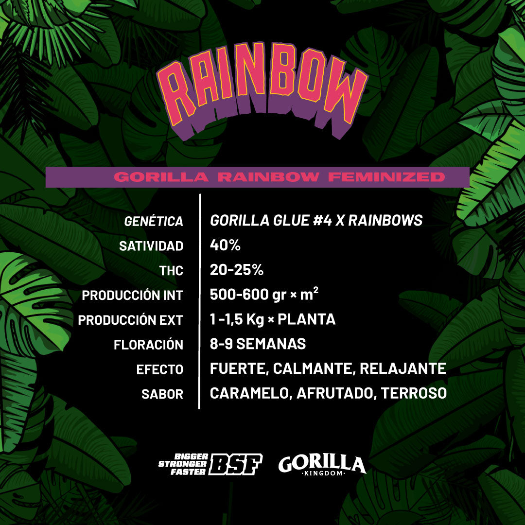 Gorilla Rainbow Feminizada - BSF Seeds