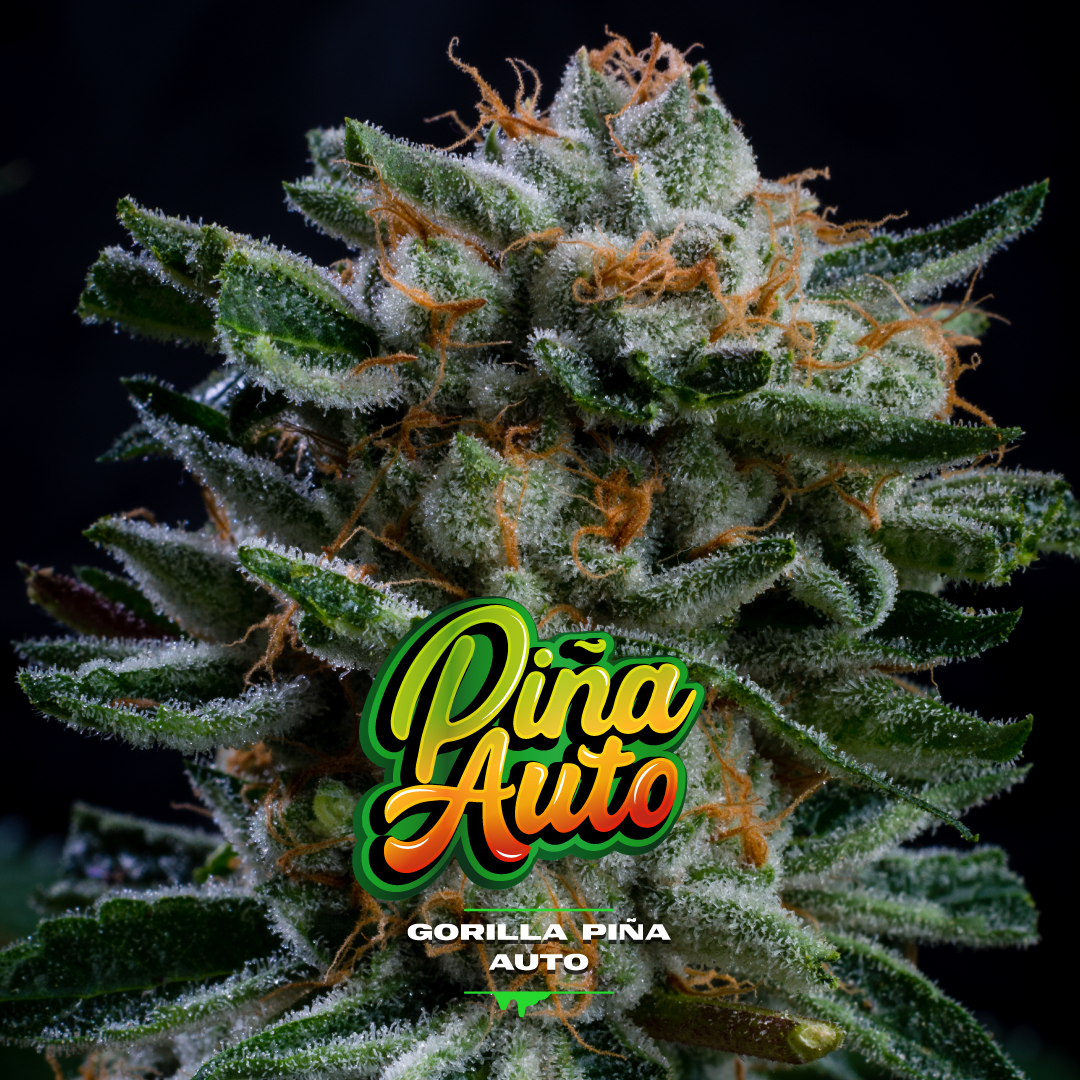 Gorilla Piña Autofloreciente - BSF Seeds