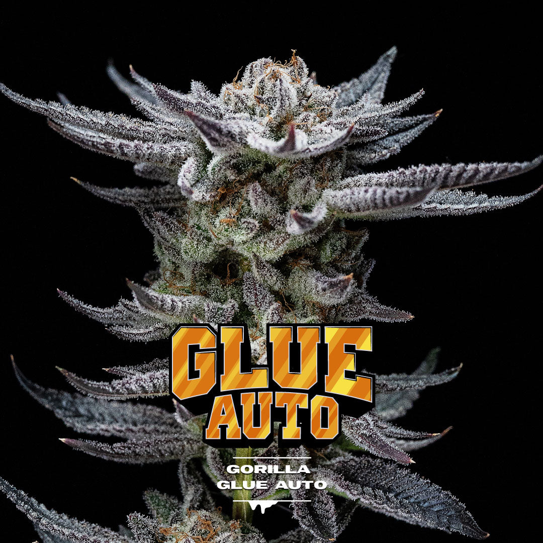 Gorilla Glue Autofloreciente - BSF Seeds