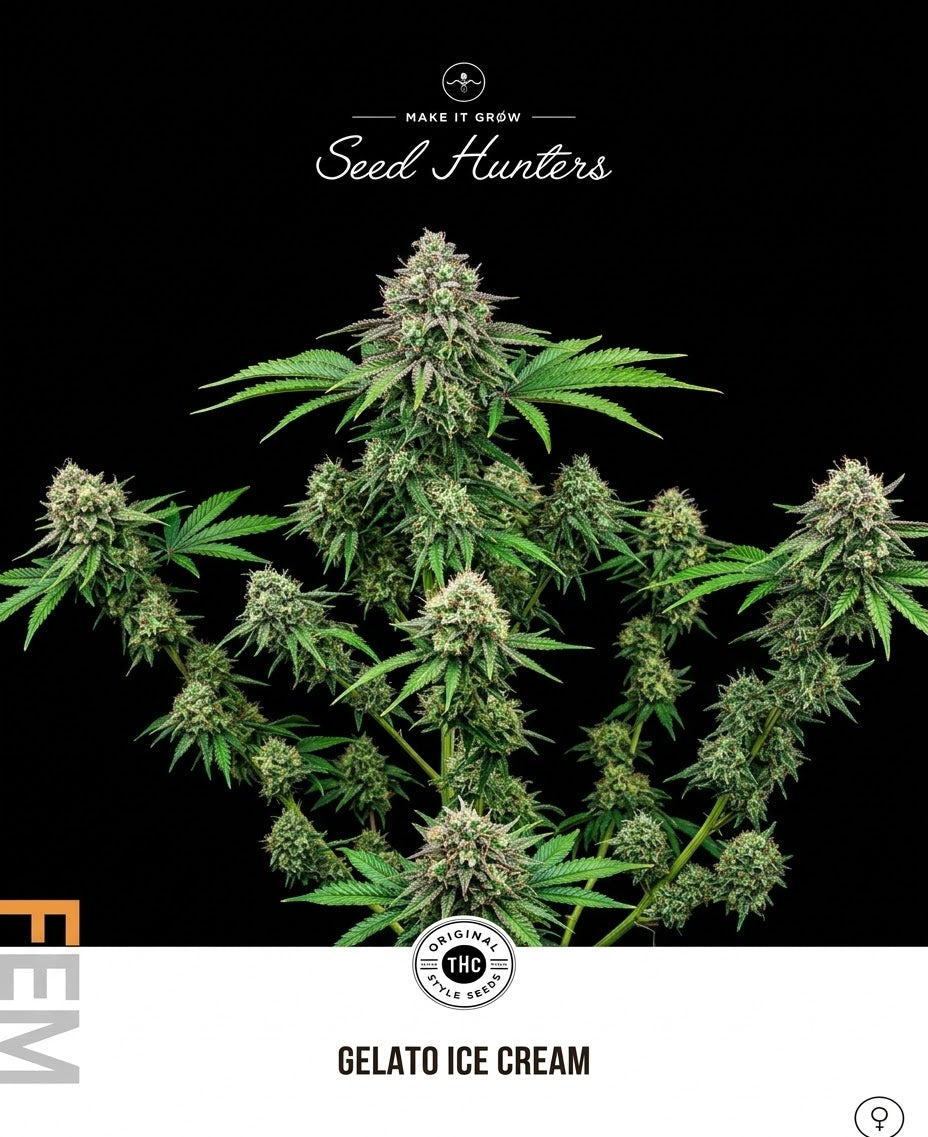 Gelato Ice cream Feminizada - Seed Hunters - Pack x 2