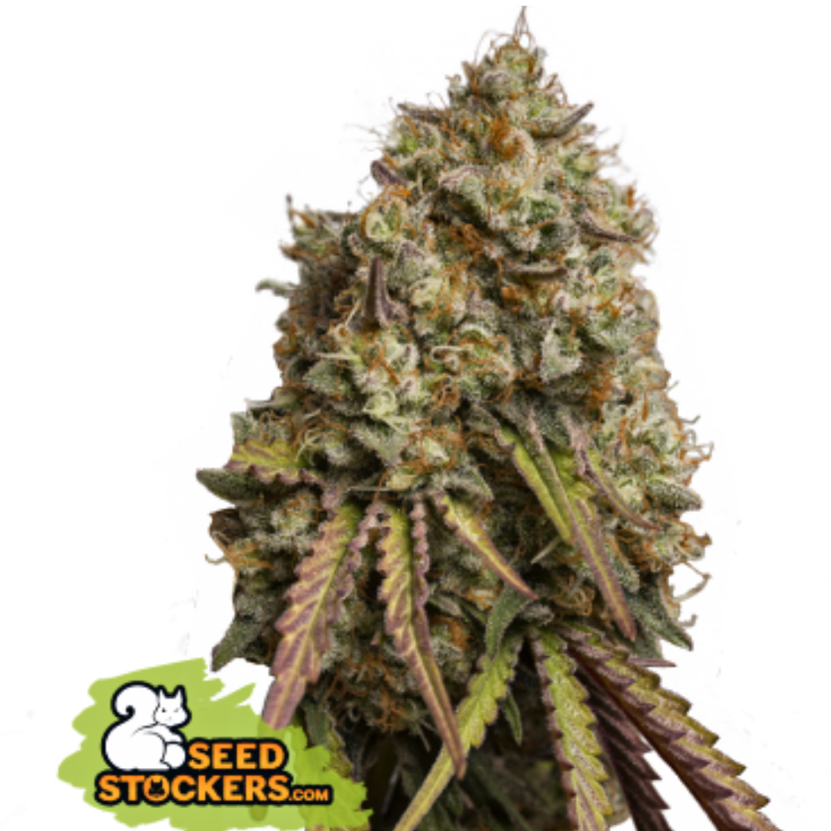 Gorilla Cookies Feminizada - Seed Stockers - Pack x 3