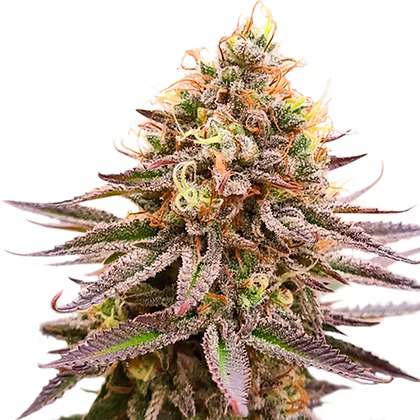 Gorilla Super Glue Feminizada X3 Super Sativa Seeds Club