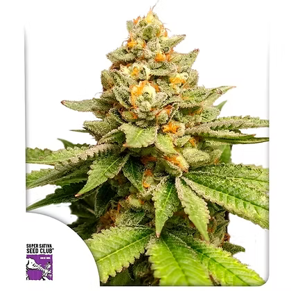 Green Papaya Feminizada X3 Super Sativa Seeds Club
