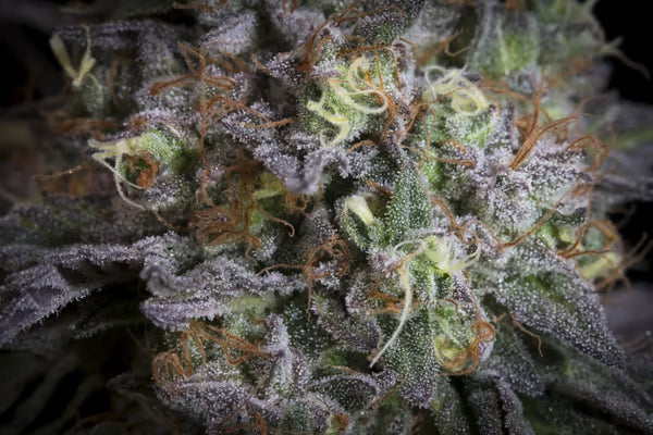 Gulupa - Paradise Seeds Pack x 3