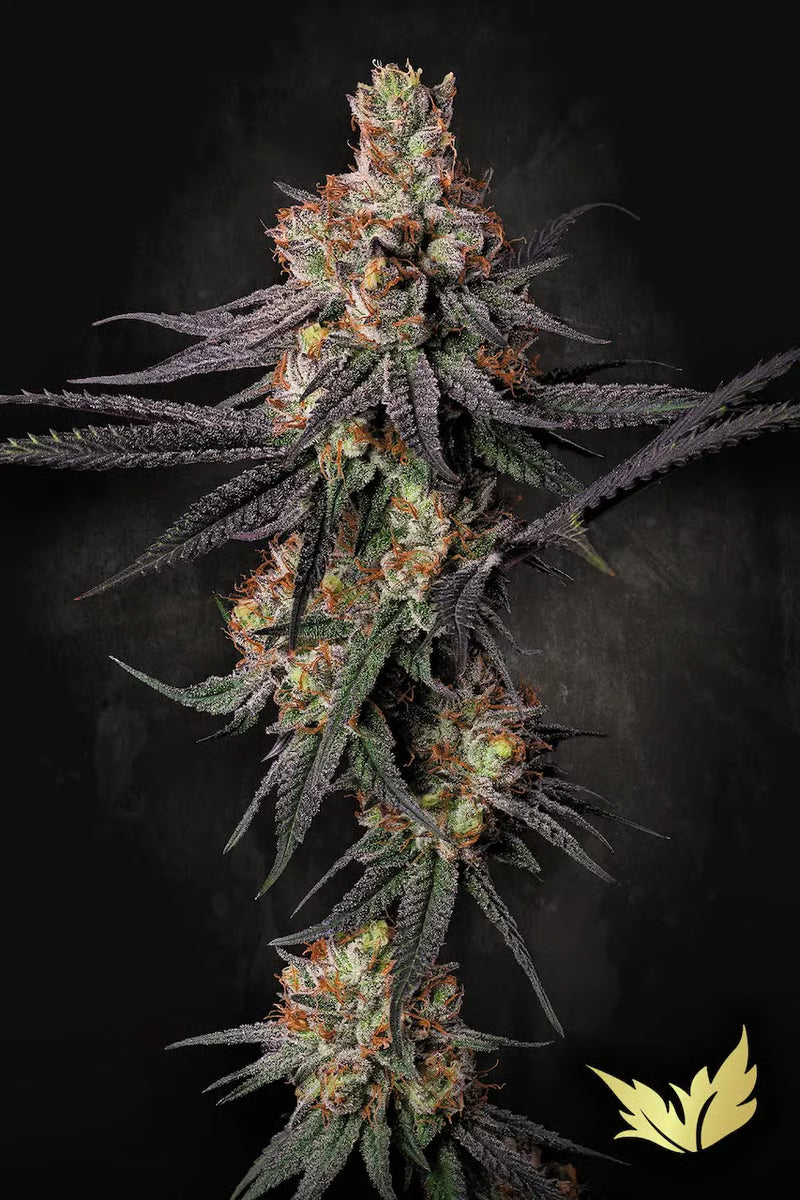 Gulupa - Paradise Seeds Pack x 3