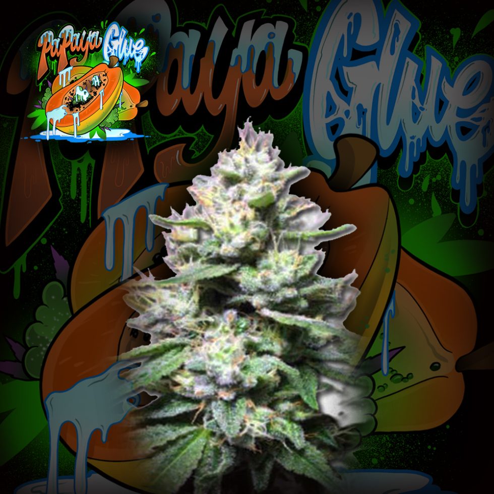Papaya Glue Feminizada - Crazy Seeds - Pack x 3