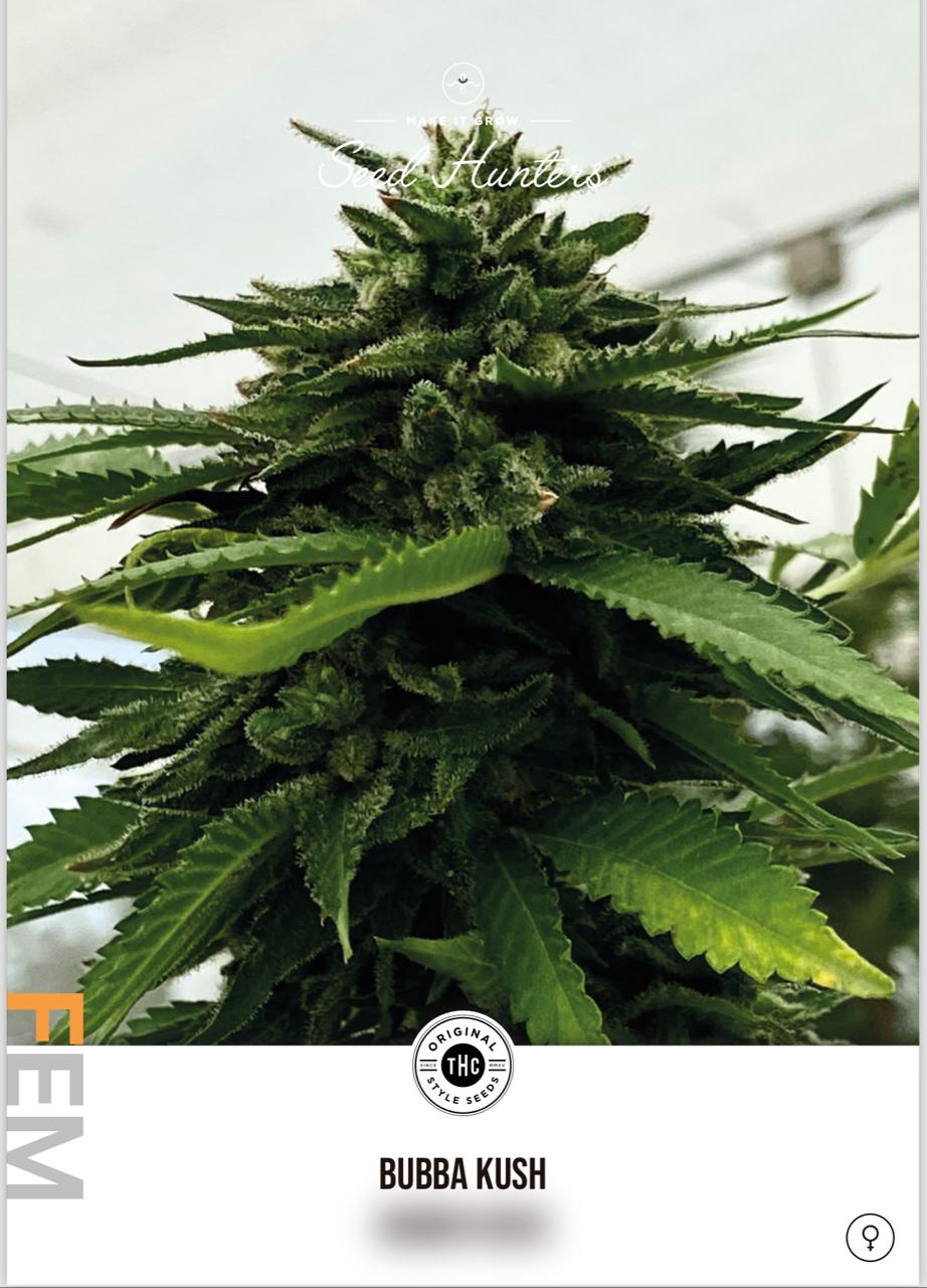 Bubba Kush Feminizada - Seed Hunters - Pack x 2