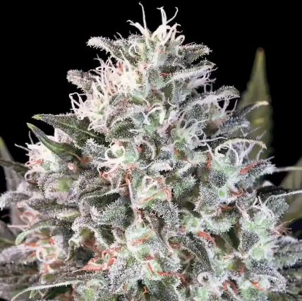 Space Cookies Feminizada - Paradise Seeds Pack x 3