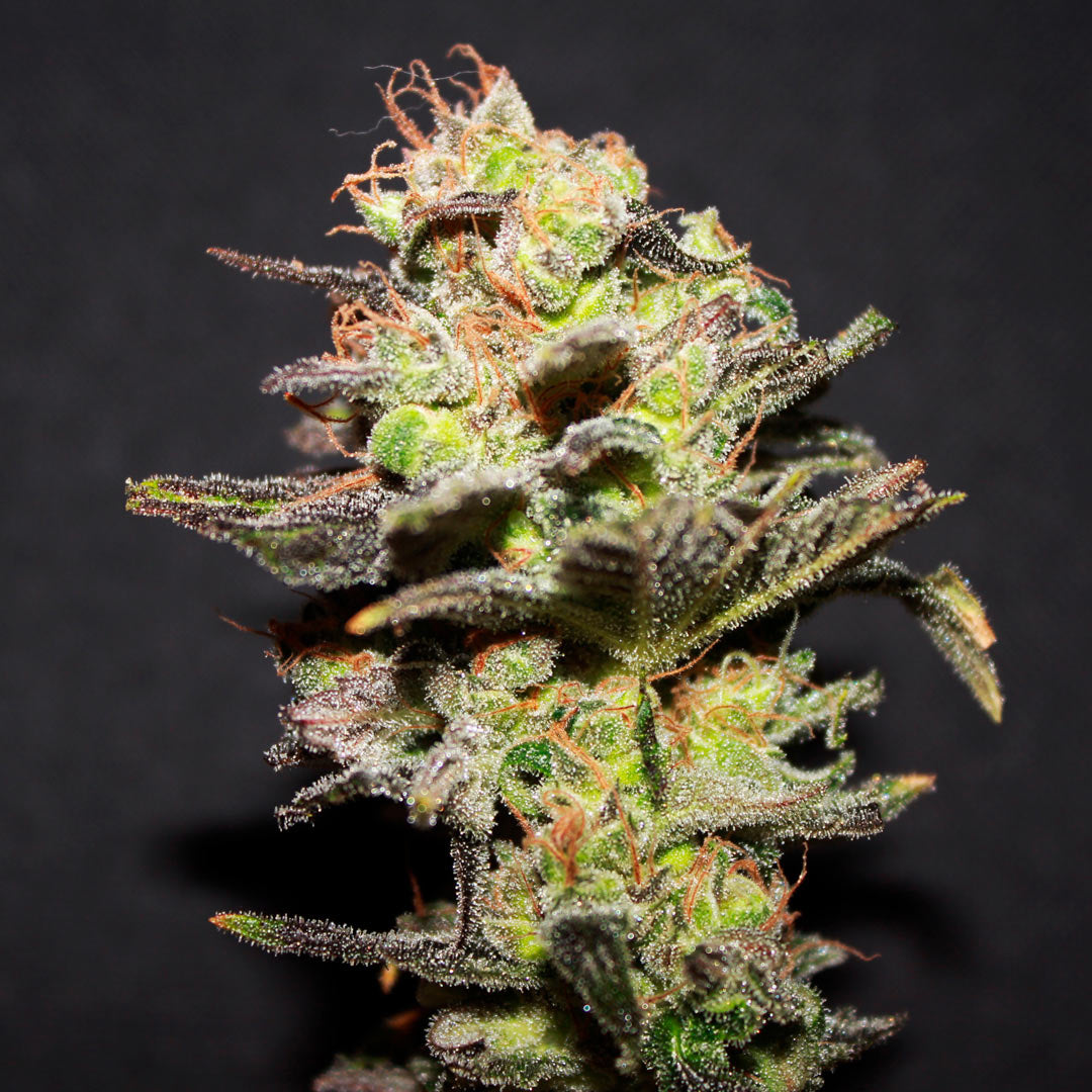 Icer  Feminizada R-kiem