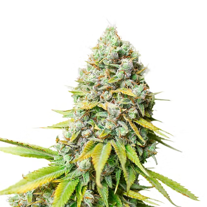 Kosher Haze Feminizada X3 Super Sativa Seeds Club