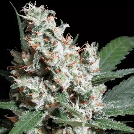 L.A Amnesia Feminizada - Paradise Seeds Pack x 3