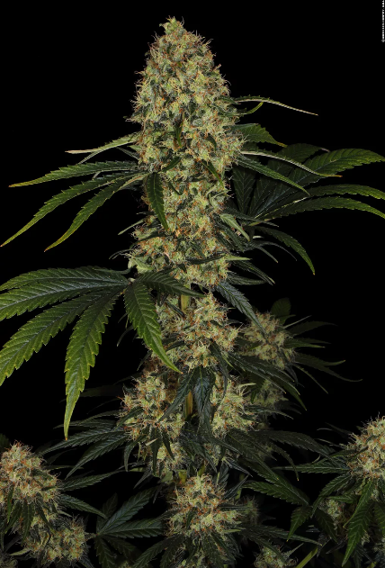 L.A Amnesia Feminizada - Paradise Seeds Pack x 3