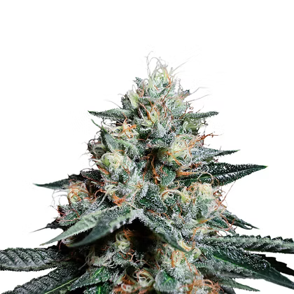 Lava Freeze Feminizada X3 Super Sativa Seeds Club