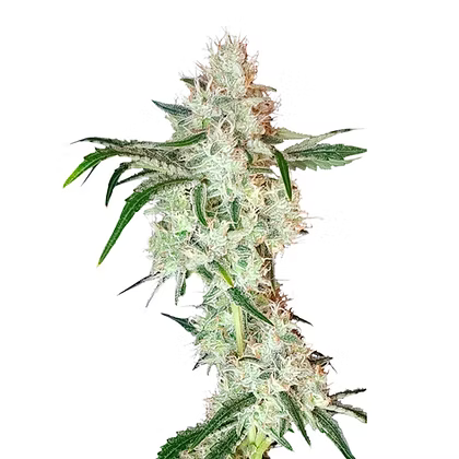Lemon OG Feminizada X3 Super Sativa Seeds Club
