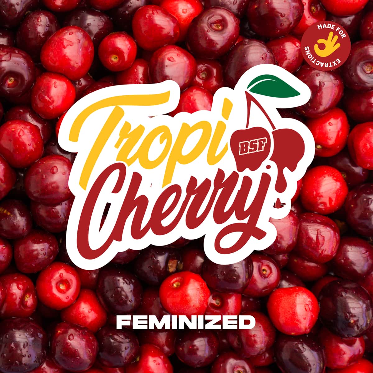 Tropi cherry – BSF Seeds