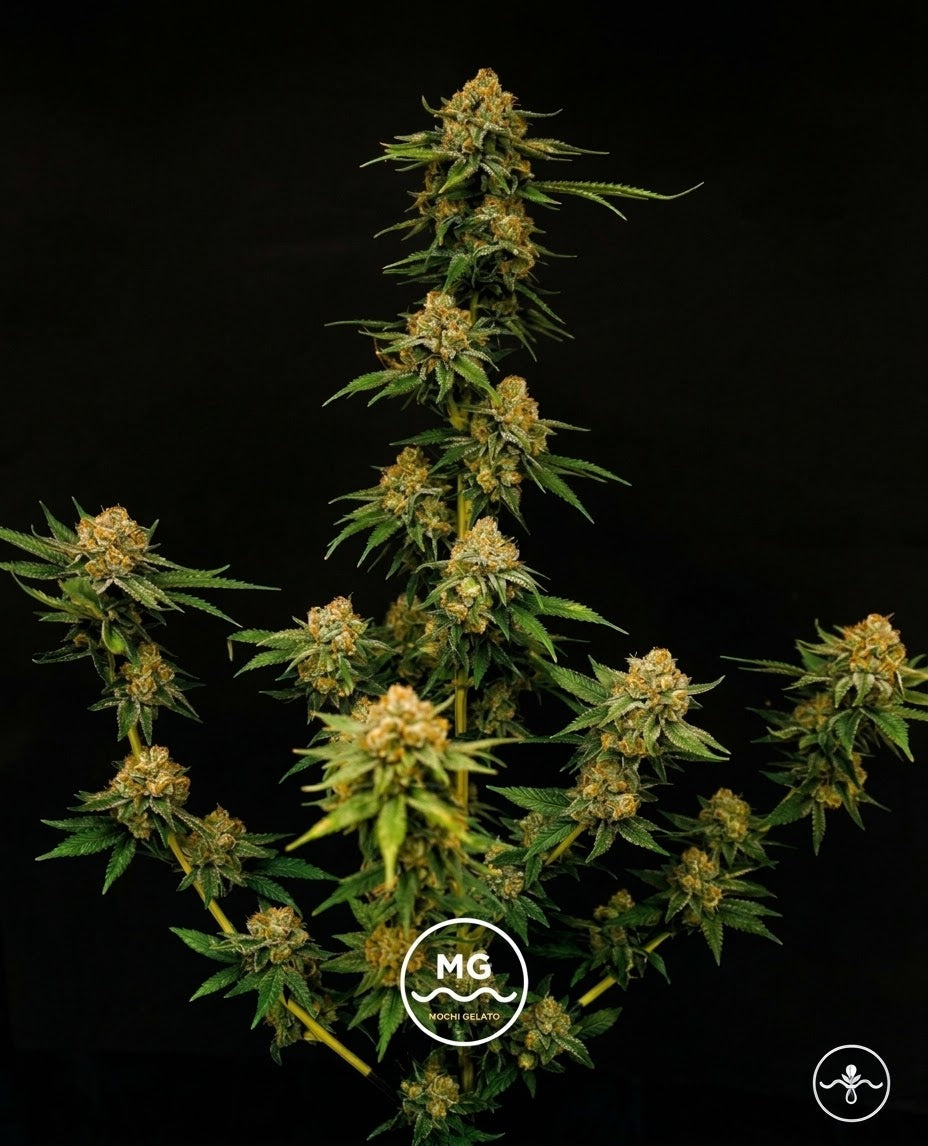Mochi Gelato - Seed Hunters - Pack x 2