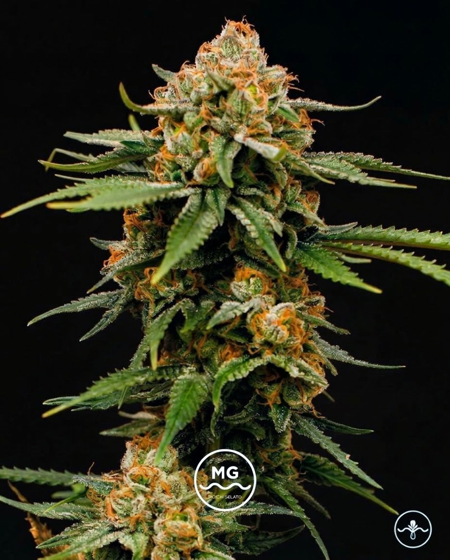 Mochi Gelato - Seed Hunters - Pack x 2