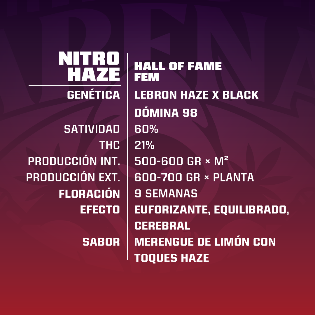 Nitro Haze Feminizada - BSF Seeds