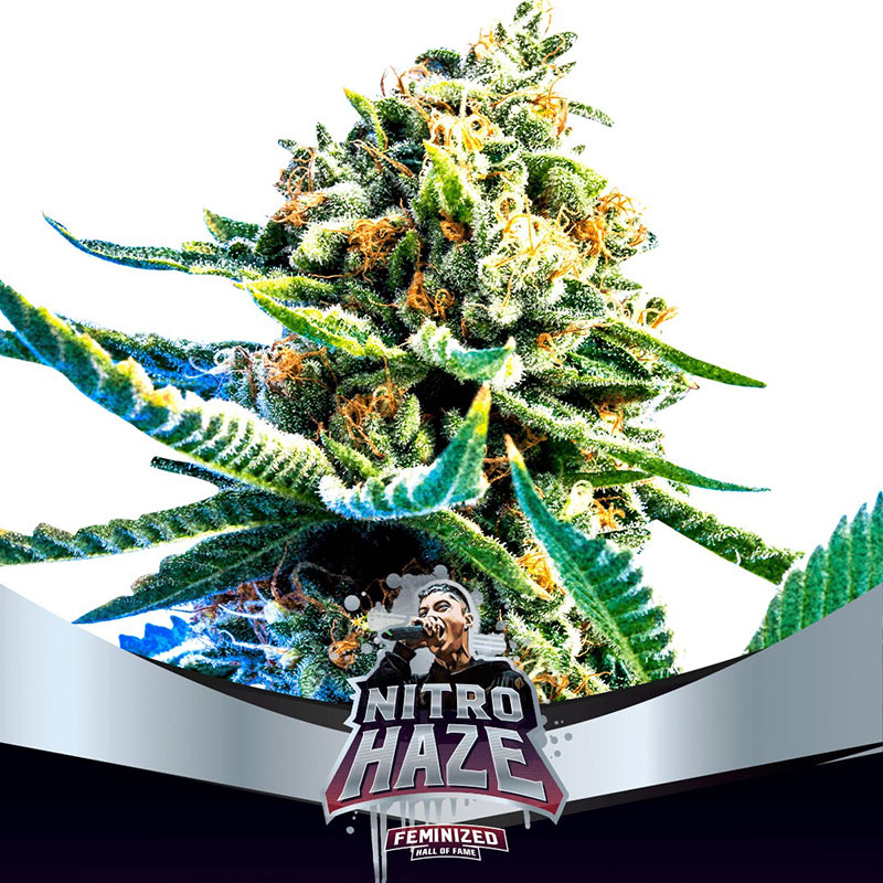 Nitro Haze Feminizada - BSF Seeds