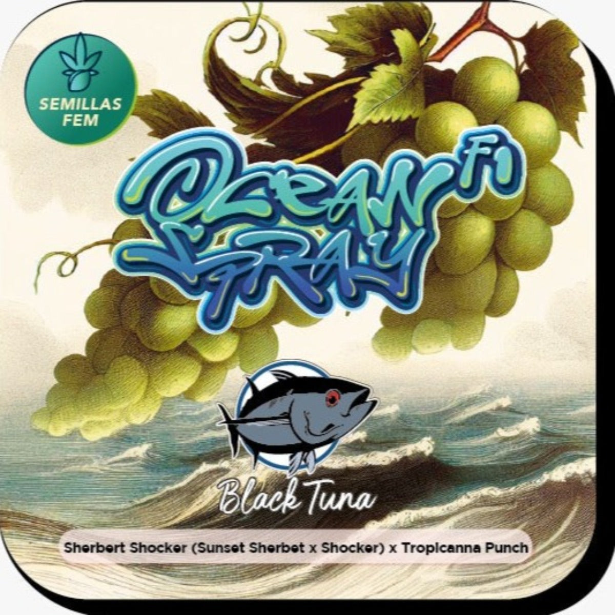 Ocean Spray Feminizada - Black Tuna - Pack x 3