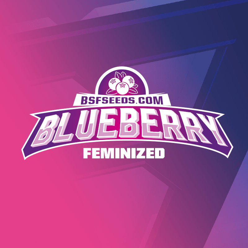 Blueberry Feminizada BSF Seeds