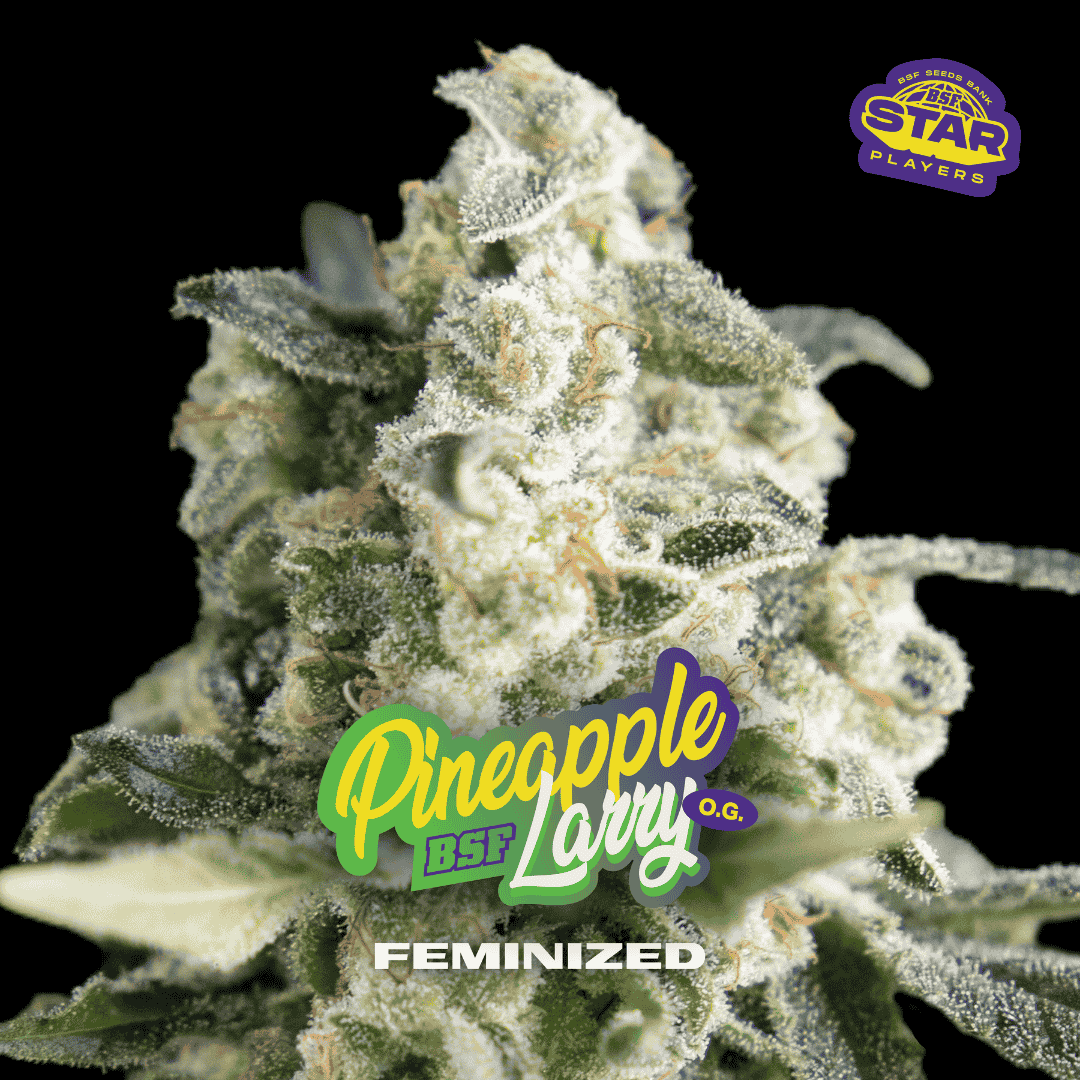 Pineapple Larry OG Feminizada BSF Seeds
