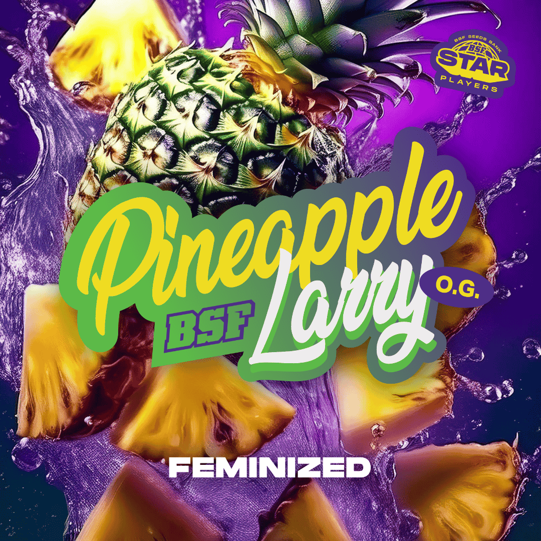 Pineapple Larry OG Feminizada BSF Seeds