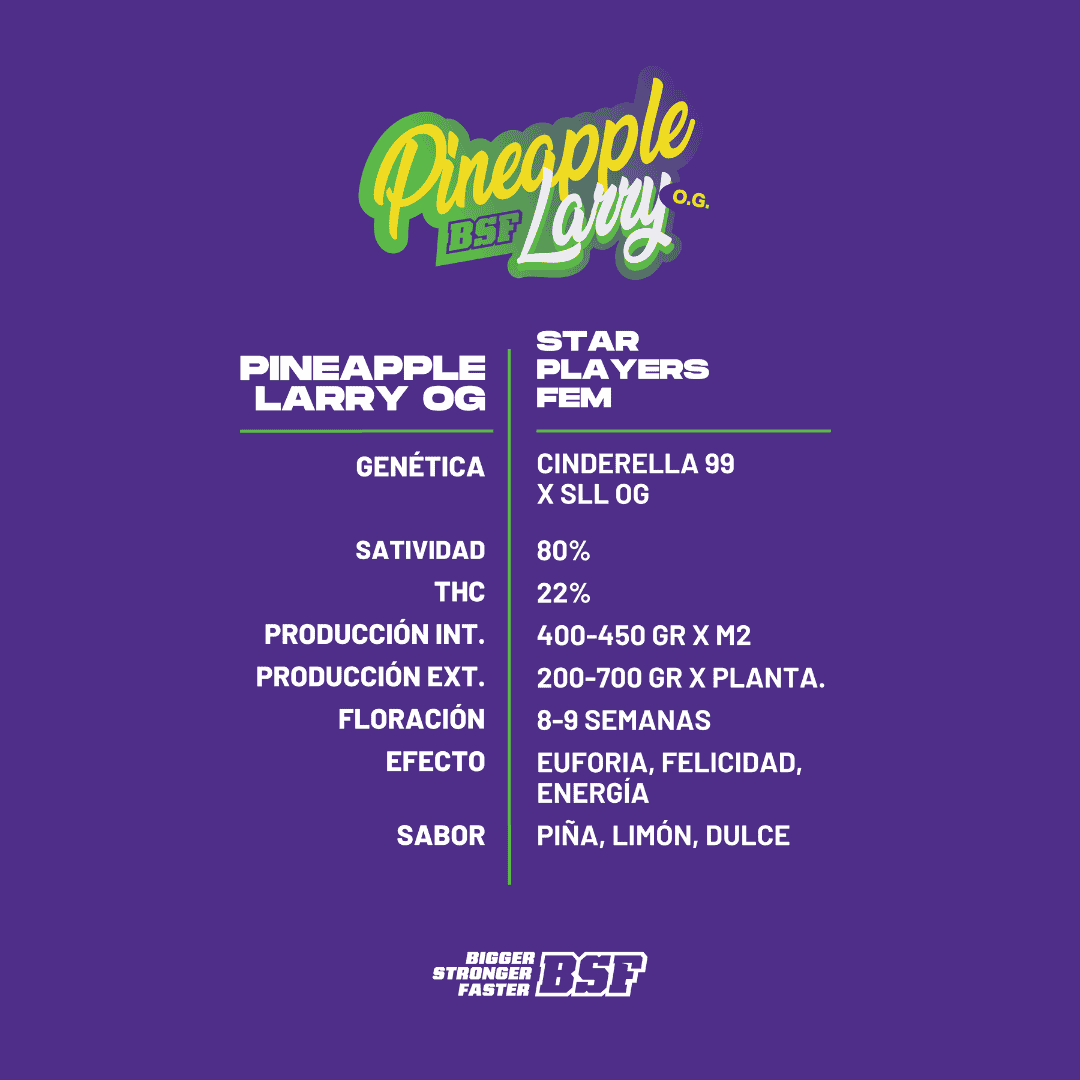 Pineapple Larry OG Feminizada BSF Seeds