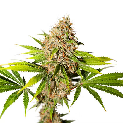 Pineapple Poison Feminizada  X3 Super Sativa Seeds Club