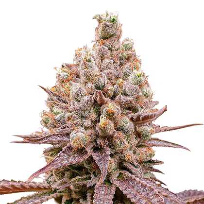 Purple OG Punch Feminizada X3 Super Sativa Seeds Club