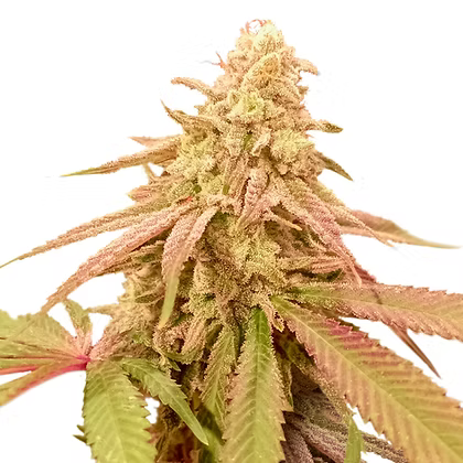 Auto Purple OG Punch X3 Super Sativa Seeds Club