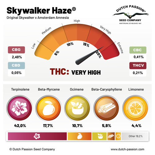 Skywalker Haze Feminizada Pack x3 - Dutch Passion