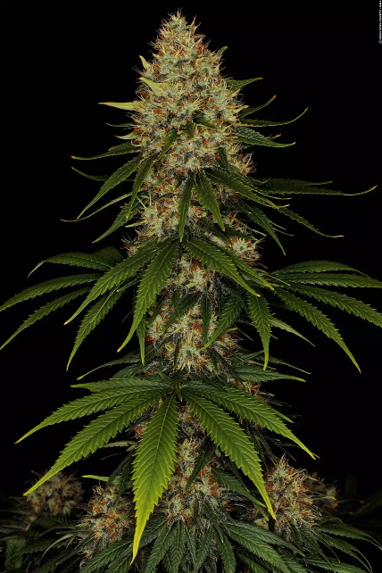 Space Cookies Feminizada - Paradise Seeds Pack x 3