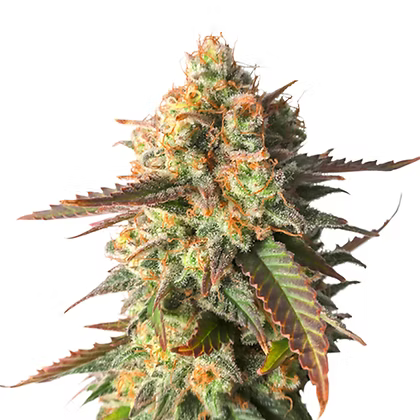 Strawberry Chemdawg OG Feminizada X3 Super Sativa Seeds Club