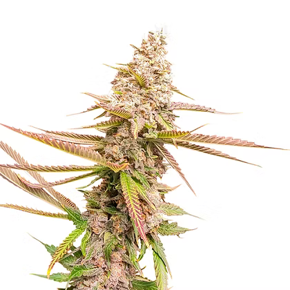 Strawberry Cookies Feminizada X3 Super Sativa Seeds Club
