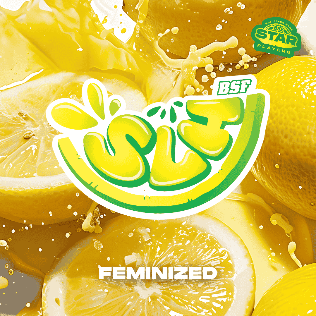 Super Lemon Haze Feminizada BSF Seeds