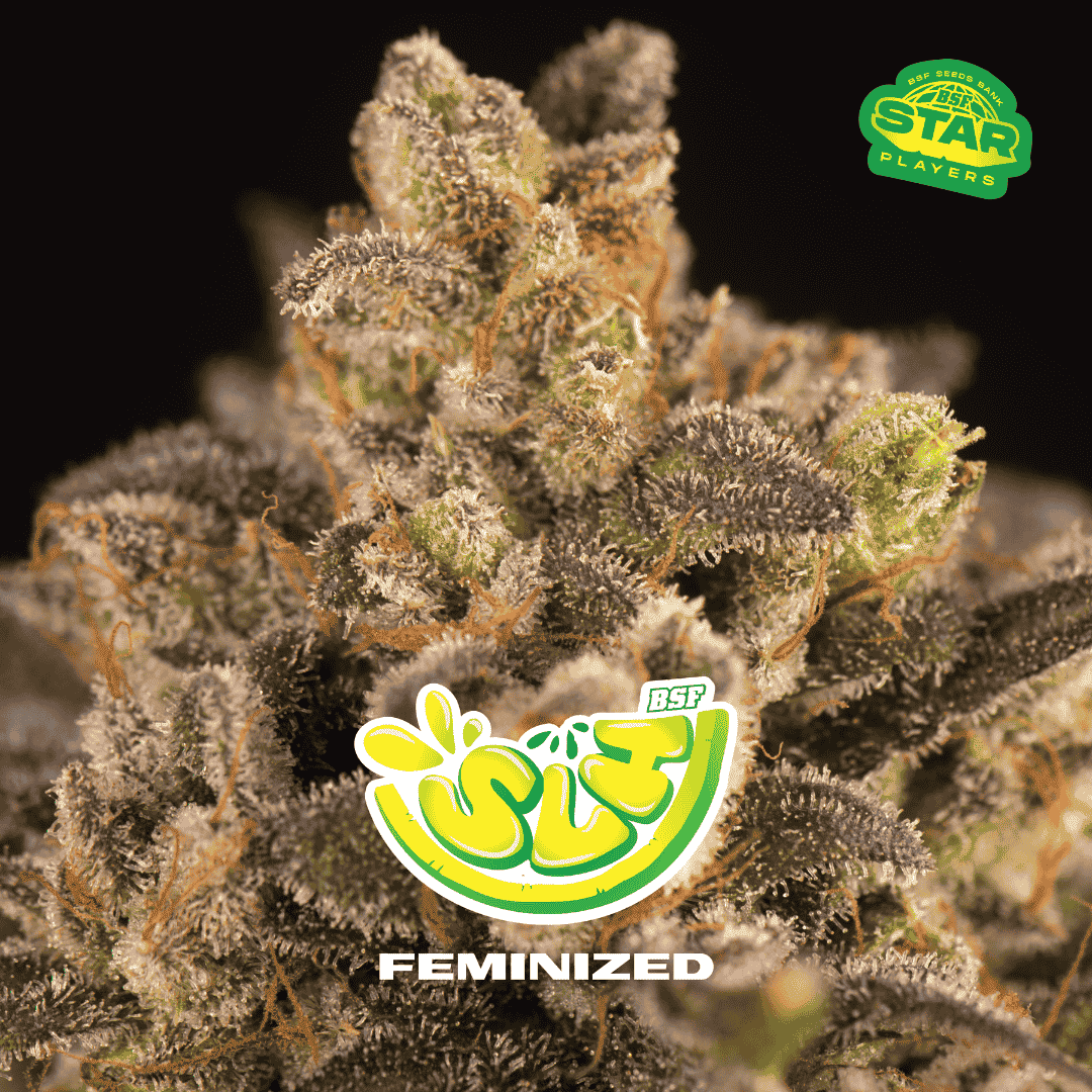 Super Lemon Haze Feminizada BSF Seeds